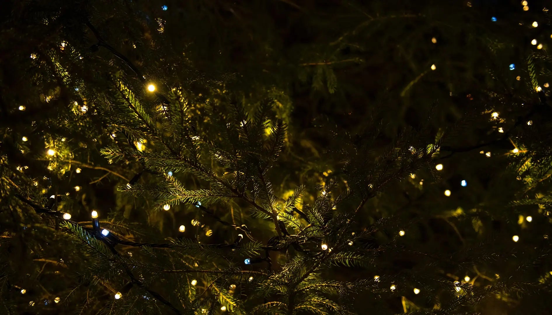 christmas tree background