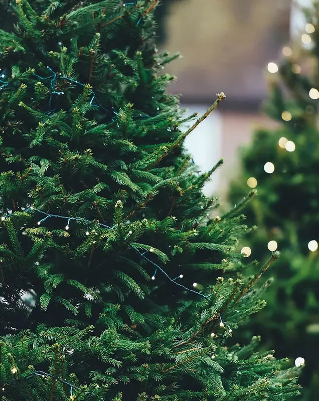 Sapins de Noël